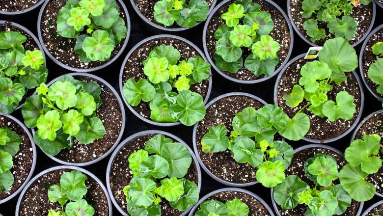 Economical Growth: The Hidden Benefits of Wholesale Nursery Containers